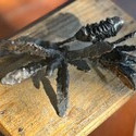 <i>Banksia</i> 2023. Bronze. 150mm length x 60mm